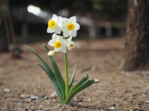 水仙 花|スイセン